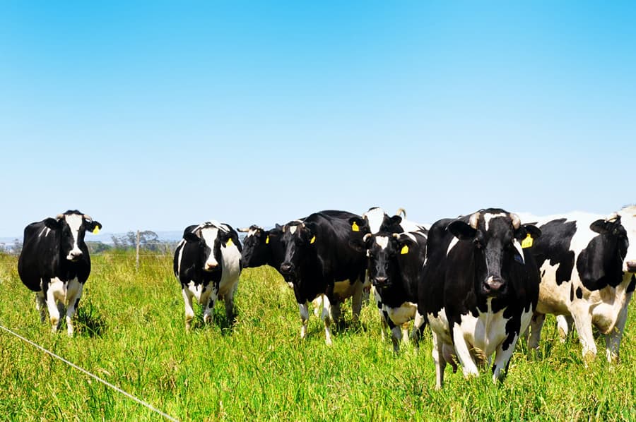Innovación en Antioquia en producción de carne y leche se vuelve carbono neutral