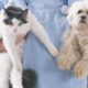 Jornadas de Esterilización Gratuita para Perros y Gatos en el Valle de Aburrá