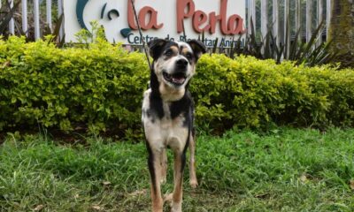 ¡Adopta un compañero peludo en el Centro de Bienestar Animal La Perla!