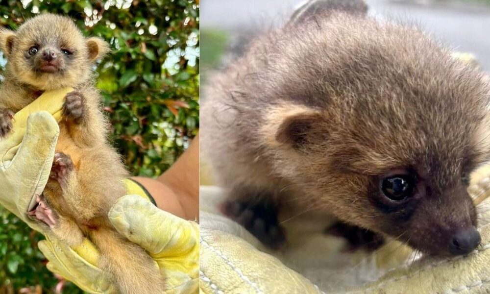 Rescatan Olinguito en Envigado especie en peligro de extinción