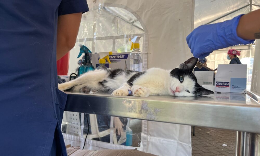 Gran iniciativa en Medellín, más de 14,000 caninos y felinos serán esterilizados gratuitamente