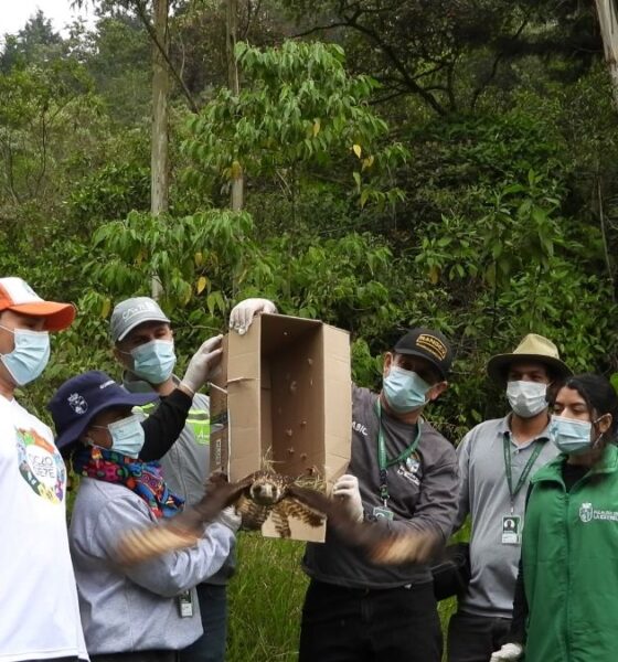 Regresan a casa más de 40 animales silvestres liberados en La Estrella